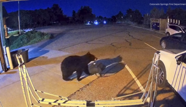 Bear walks into Colorado Springs Fire Department station, steals gear bag