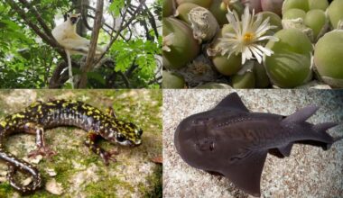 Leo DiCaprio Launches $200M Project to Bring 100 Most Threatened Species Back From the Brink