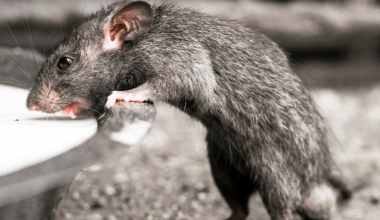 In Rajasthan's Karni Mata temple, rats are not treated as pests but as sacred beings — as many as 25,000 of them move freely through the shrine, fed milk, sweets, and grain by pilgrims who believe they are reincarnated family
