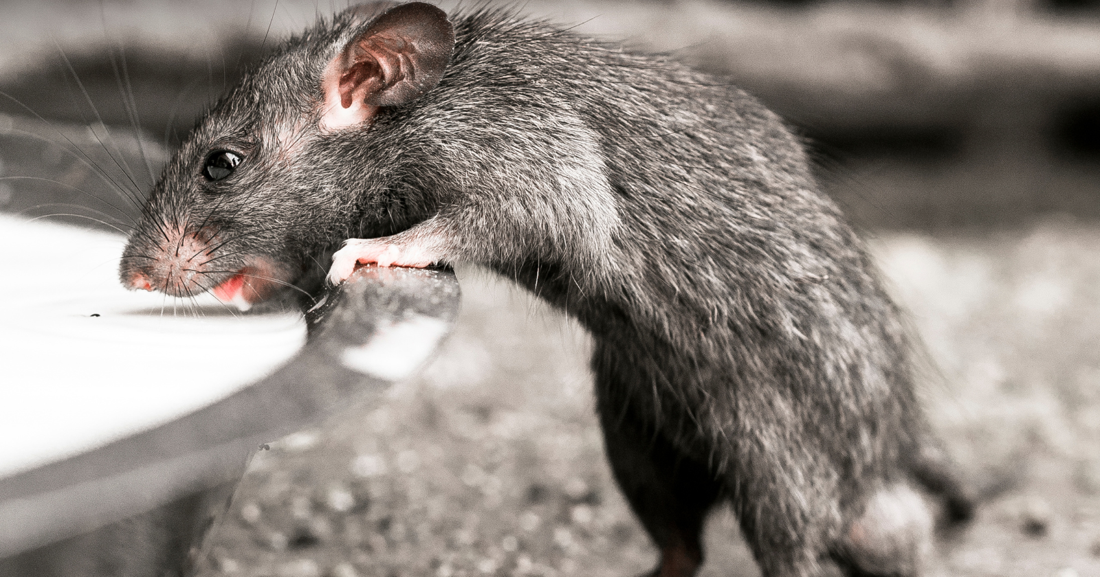 In Rajasthan's Karni Mata temple, rats are not treated as pests but as sacred beings — as many as 25,000 of them move freely through the shrine, fed milk, sweets, and grain by pilgrims who believe they are reincarnated family