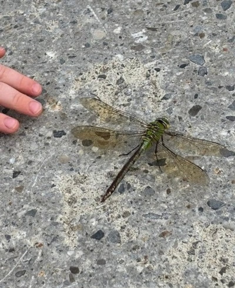 A female Emperor Dragonfly – our largest dragonfly species - was seen landing on the pier in Dún Laoghaire