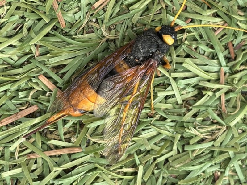 What sticks out at the end of its body is an ovipositor, not a sting