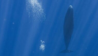 Blowing Bubbles Allows Sperm Whales to Sleep Soundly Beneath the Waves, Reveals Study
