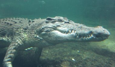 Crocodiles Evolved Backwards From Warm-Blooded Species to Cold-Blooded Killers