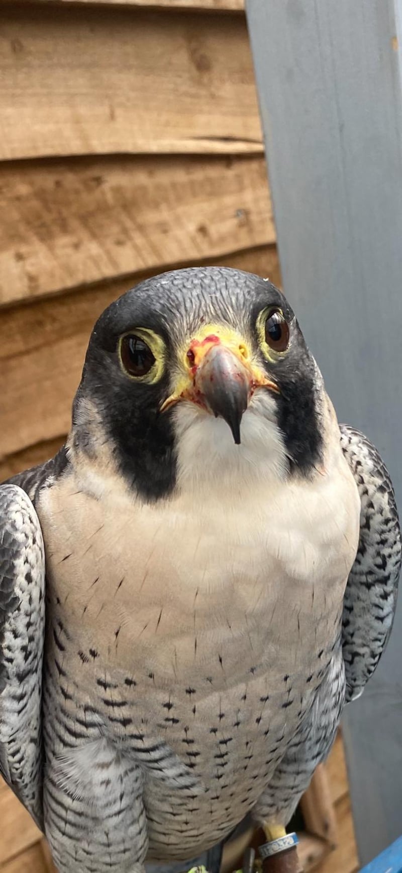 Blue disappeared while flying at an old quarry site in Belfast on Thursday.