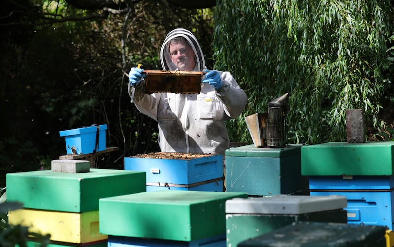 Kieran Harnett ensures there is a water source nearby for the bees to drink from, along with sticks or straw to give them something to land on and prevent them from drowning. Photograph:  Bryan O’Brien