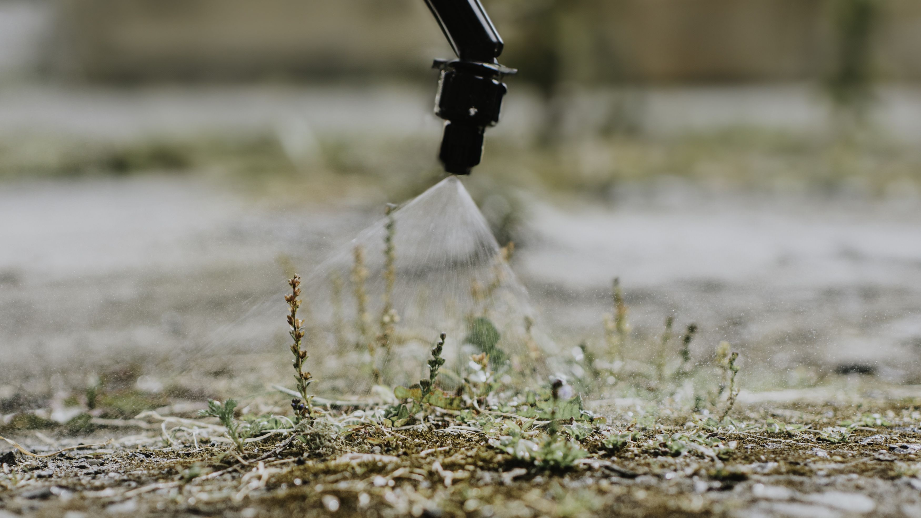 weeds being sprayed with weedkiller