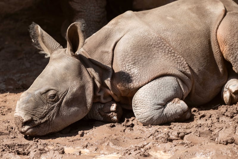 Male Indian rhino calf born on July 13th to Maya and Jamil, the second of its species born in Ireland and at the wildlife park. Photograph: Michael O'Sullivan/OSM PHOTO