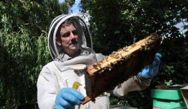 Irish bees ‘stressed’ and ‘hungry’ from heat as lack of rainfall hits pollen supplies – The Irish Times