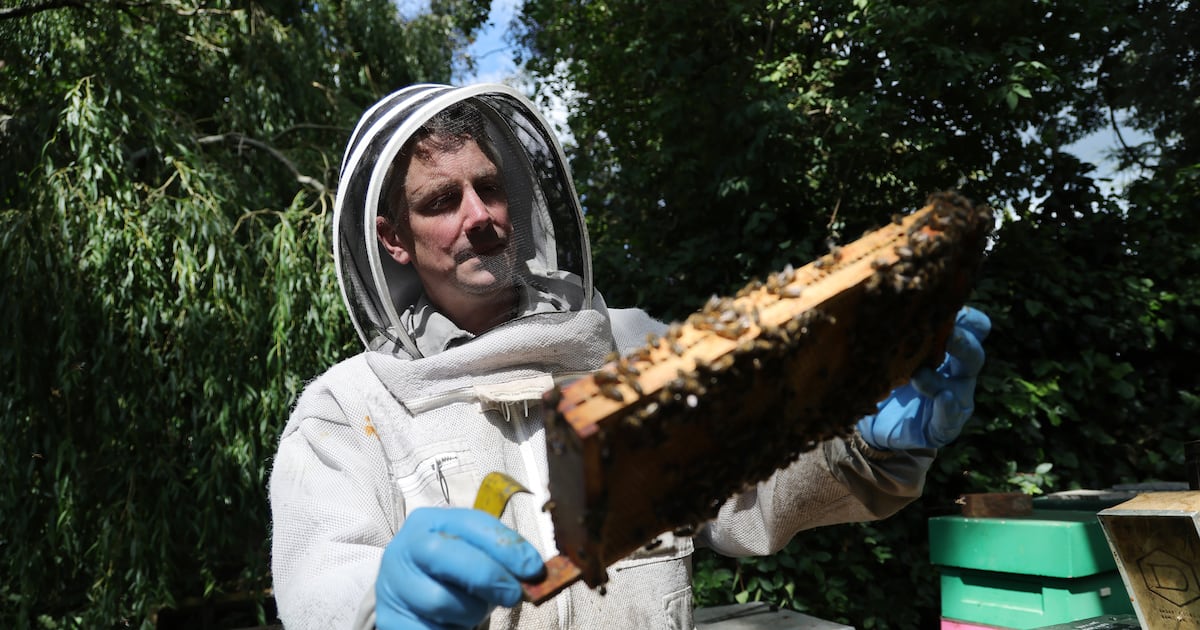 Irish bees ‘stressed’ and ‘hungry’ from heat as lack of rainfall hits pollen supplies – The Irish Times