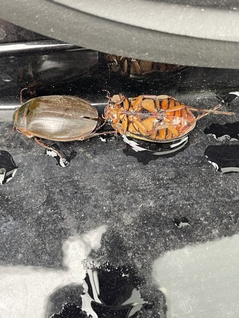 The Great Diving Beetle – Dytiscus marginalis