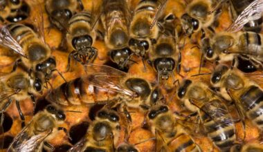 Irish honey, Chinese bees: Labelling law change makes clear true origins of Irish brands – The Irish Times