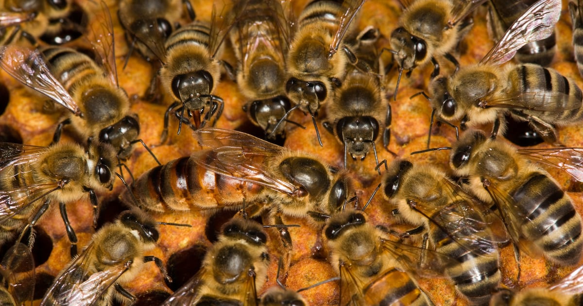 Irish honey, Chinese bees: Labelling law change makes clear true origins of Irish brands – The Irish Times
