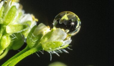 Researchers Reveal How Auxin Establishes Pistil Boundary by Degrading Key Transcription Factor----Chinese Academy of Sciences