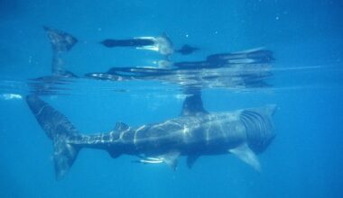 Warming seas around Ireland will kill species and damage tourism – The Irish Times