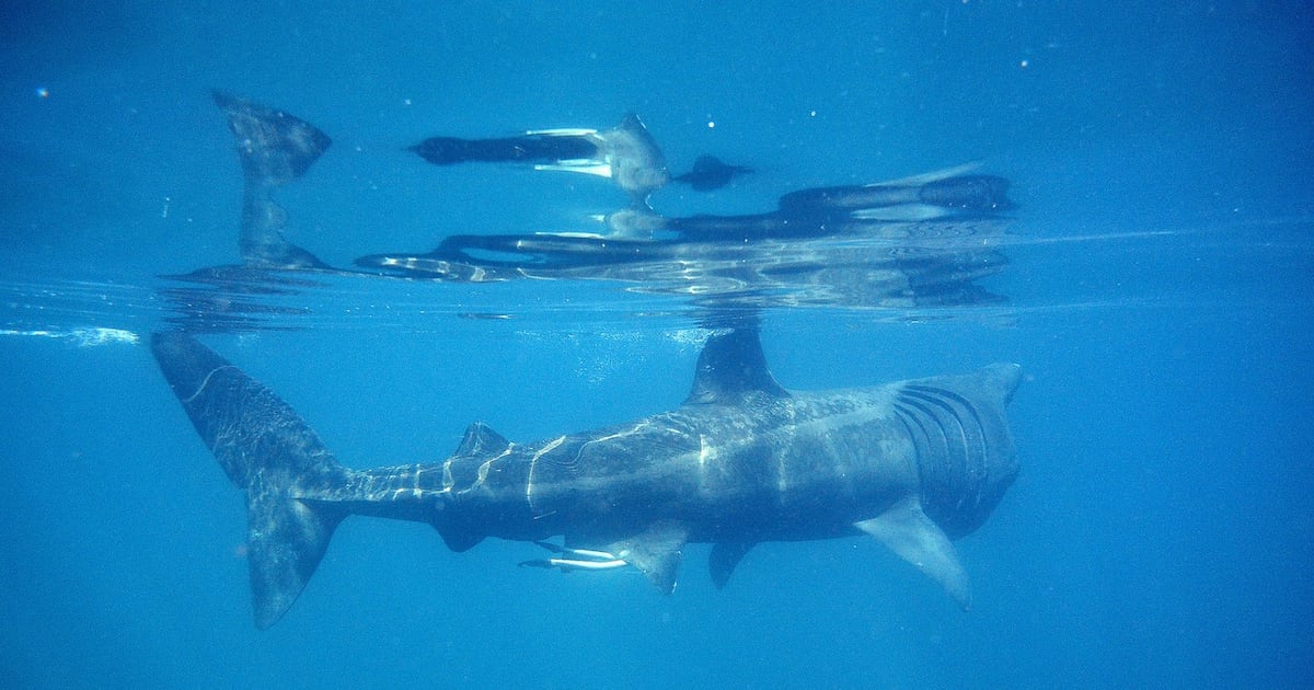 Warming seas around Ireland will kill species and damage tourism – The Irish Times