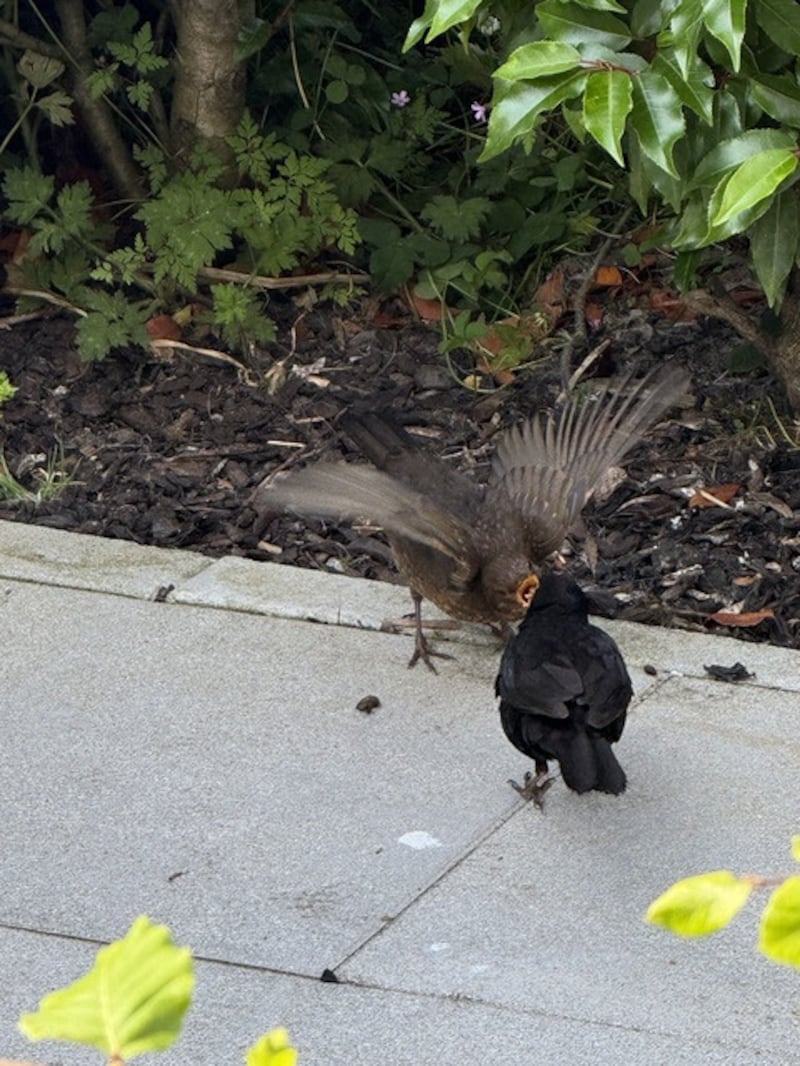 Male blackbirds feed the first fledglings while the poor hard-working female broods a second clutch of eggs