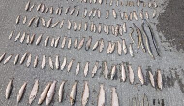 Heat, drought and pollution creating ‘lethal’ conditions for Ireland’s river life – The Irish Times
