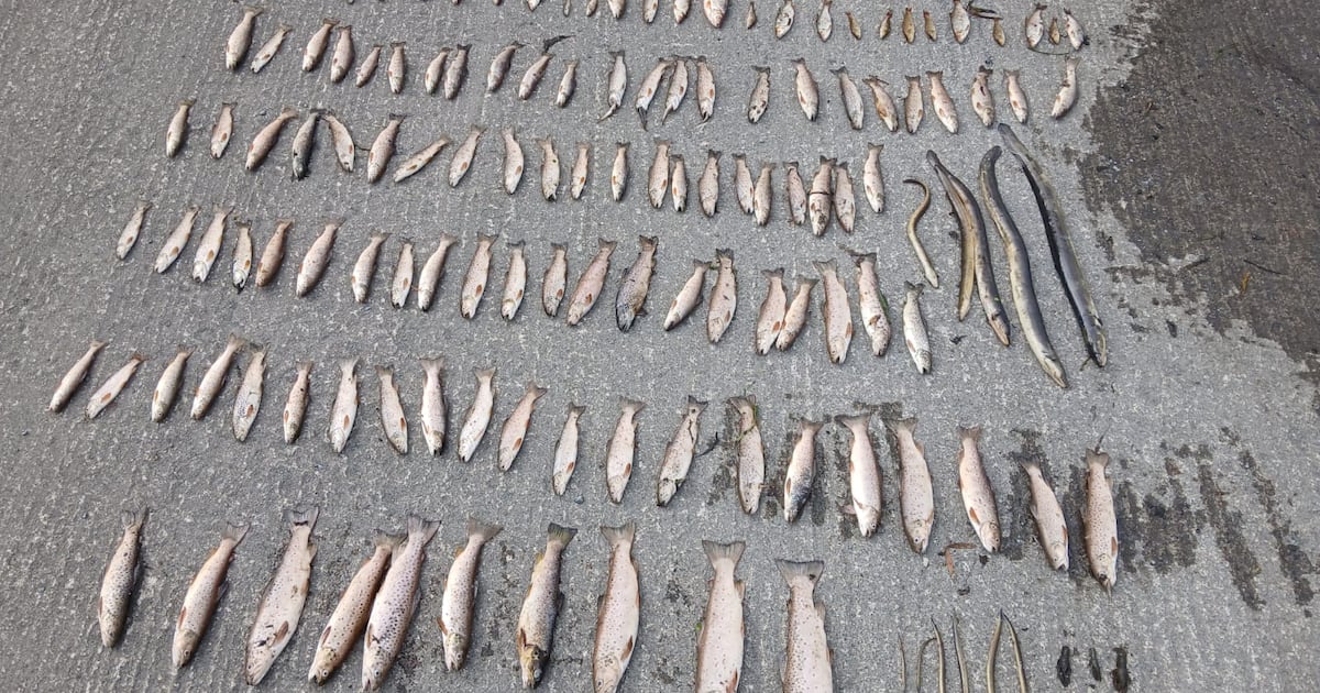 Heat, drought and pollution creating ‘lethal’ conditions for Ireland’s river life – The Irish Times