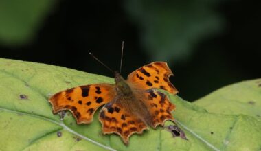 What changes in butterfly populations tell us about climate change in Ireland – The Irish Times
