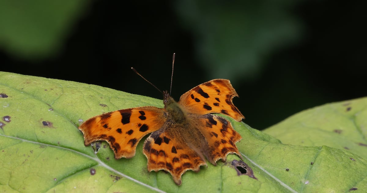 What changes in butterfly populations tell us about climate change in Ireland – The Irish Times