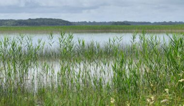 Cross-Border commitment crucial in nursing Ireland’s ailing lakes back to health – The Irish Times