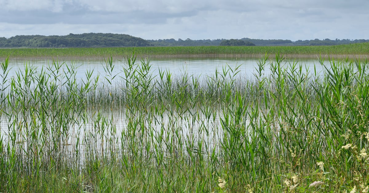 Cross-Border commitment crucial in nursing Ireland’s ailing lakes back to health – The Irish Times
