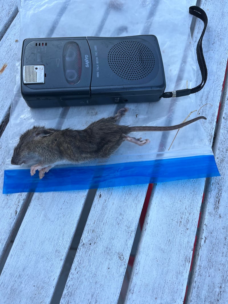 This is a Brown rat – a very common pest species