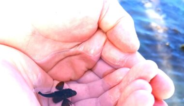 Did children catch a baby shark on the beach in Skerries? – The Irish Times