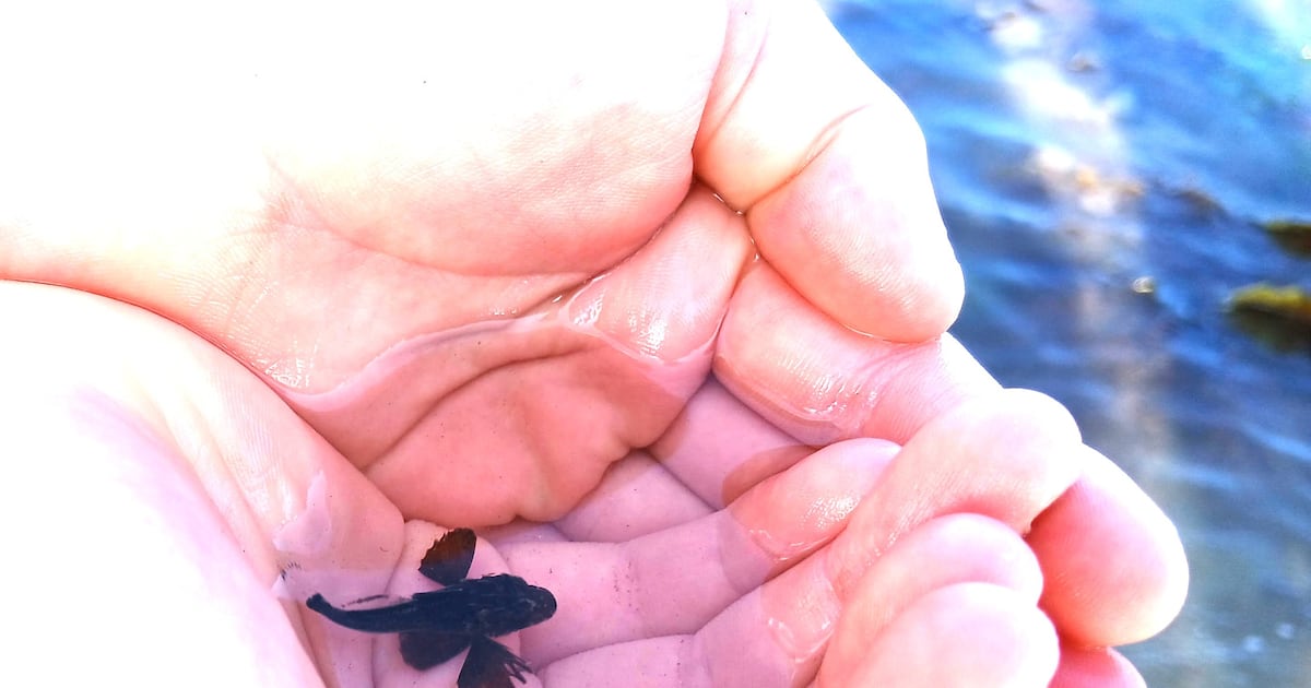 Did children catch a baby shark on the beach in Skerries? – The Irish Times