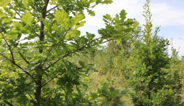 Visit Teagasc Forestry at Ireland’s Woodland Show 2026