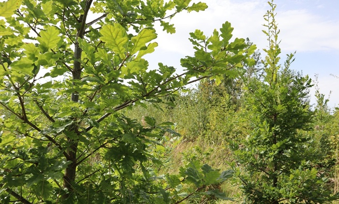 Visit Teagasc Forestry at Ireland’s Woodland Show 2026