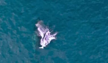 Baby humpback whale breaching