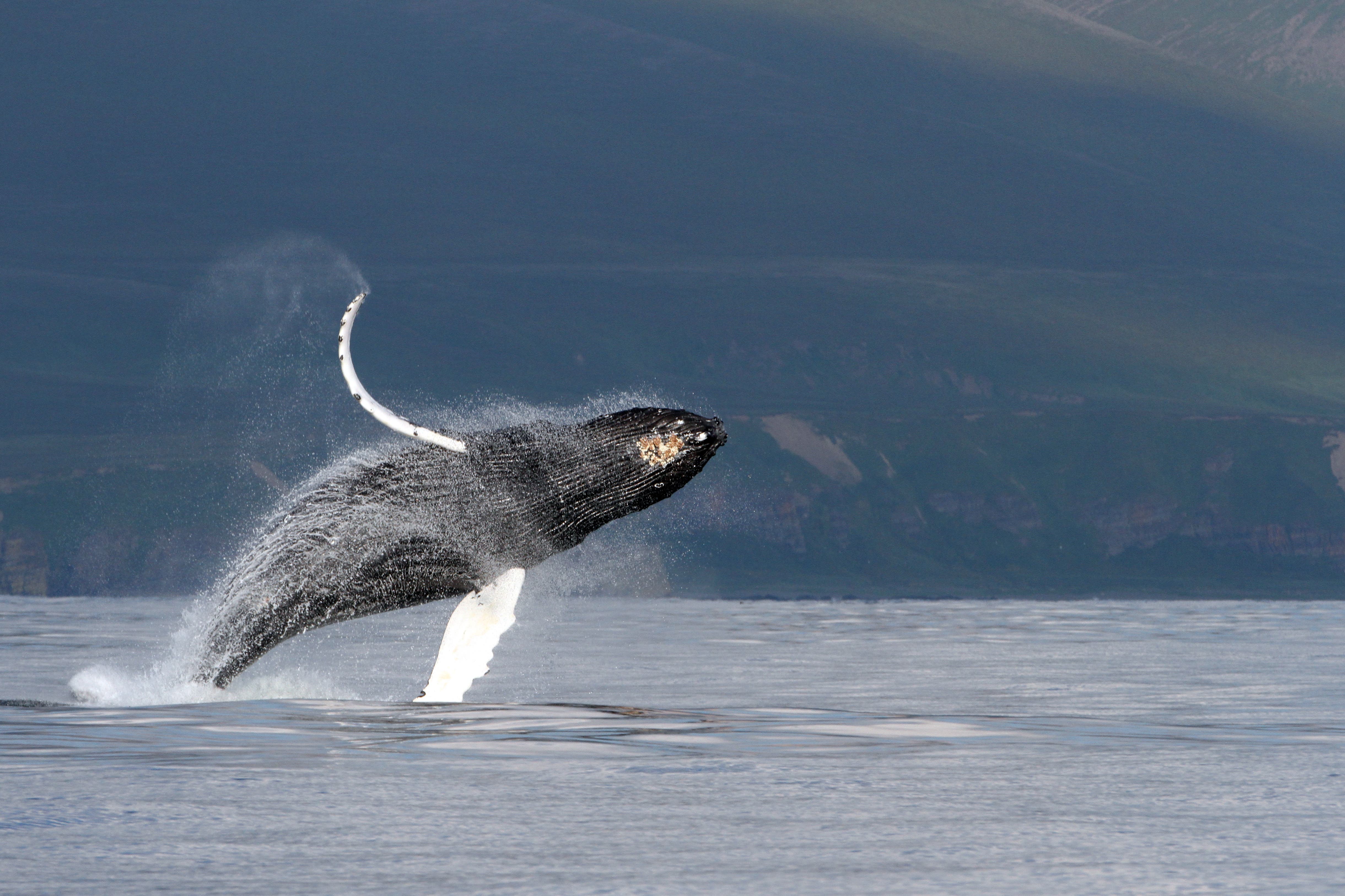 Many humpback whales migrate from Antarctic waters to Australia’s east and west coasts