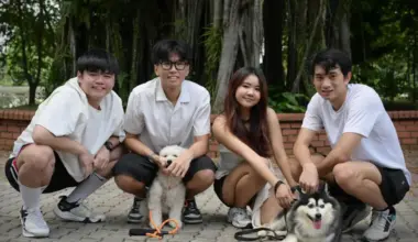 Four recent poly graduates created Wagglo, an app that allows dog owners to find new friends for their pets. The Wagglo team comprises (left to right) Pang Ben Yang, 20, Timus Tan Shao Qi, 20, Cailin Yeo Yao Can, 20, and Ervin Ng Yu Boon, 22. Posing with the team are also Tan’s dog, two-year-old Taffy, and Yeo’s dog, seven-year-old Doya.