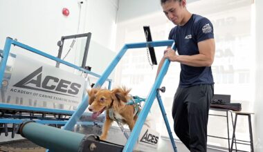 Is walking your dog enough? Inside Singapore's dog gym with treadmills and swimming