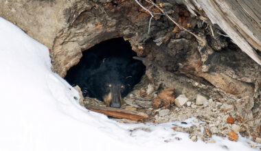 Bear sleep data overturns what we know about hibernation