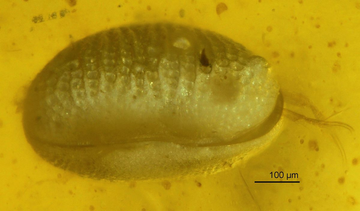 "100 million years ago creatures living in a coastal lagoon, fringed by trees, had just had a sexual encounter when they would be entombed forever"
