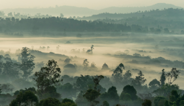 One night in 1986, a peaceful lake in Cameroon released an invisible cloud of carbon dioxide that swept through nearby villages — killing people and animals in their sleep and revealing one of the rarest natural disasters on Earth.