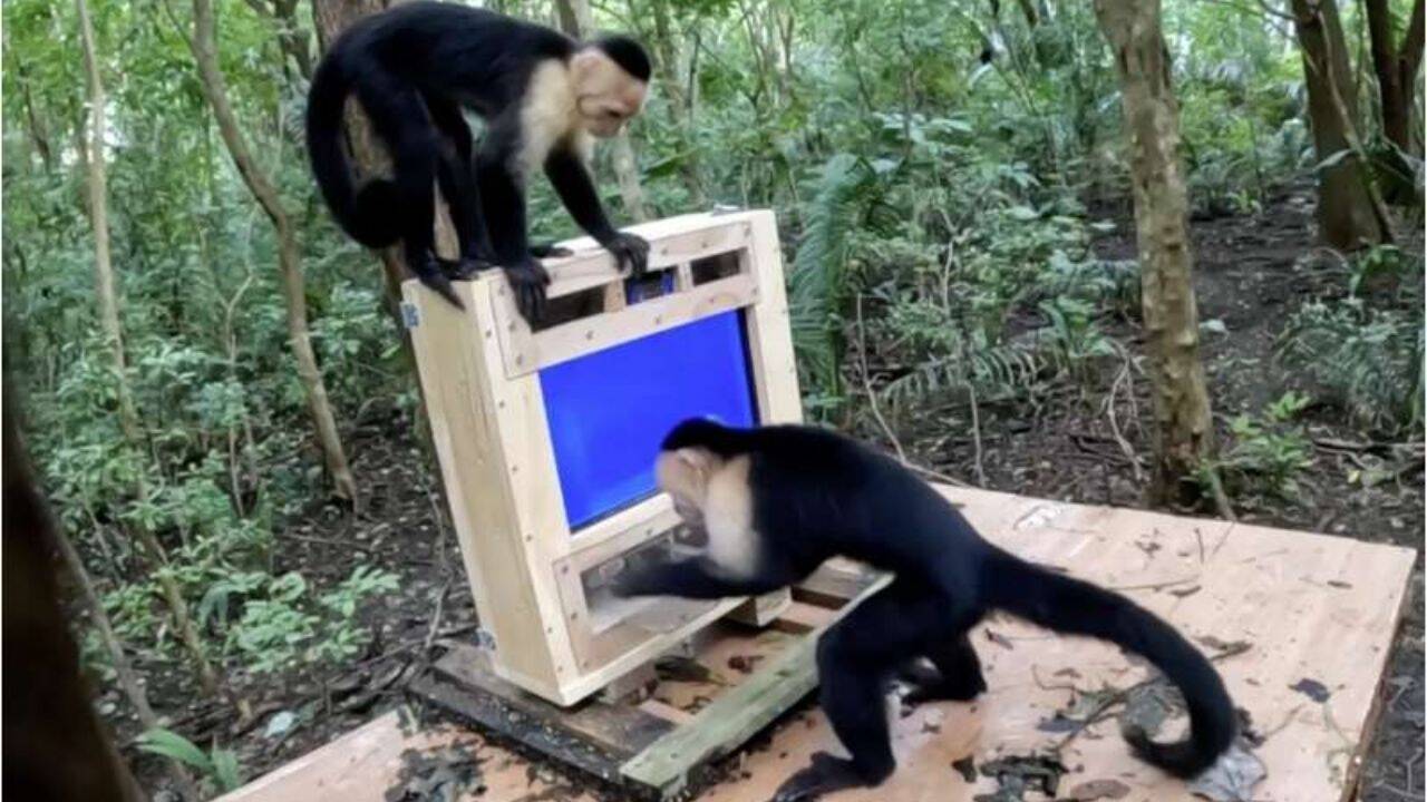 The system identifies an approaching monkey, presents a learning task tailored to that individual on a touchscreen and automatically delivers a food reward if the monkey performs the task correctly. CapuchinAI