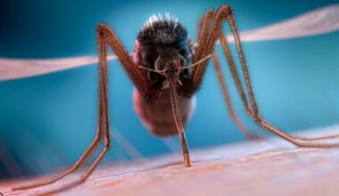 Deadliest insects