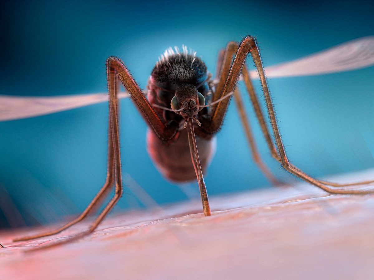 Deadliest insects