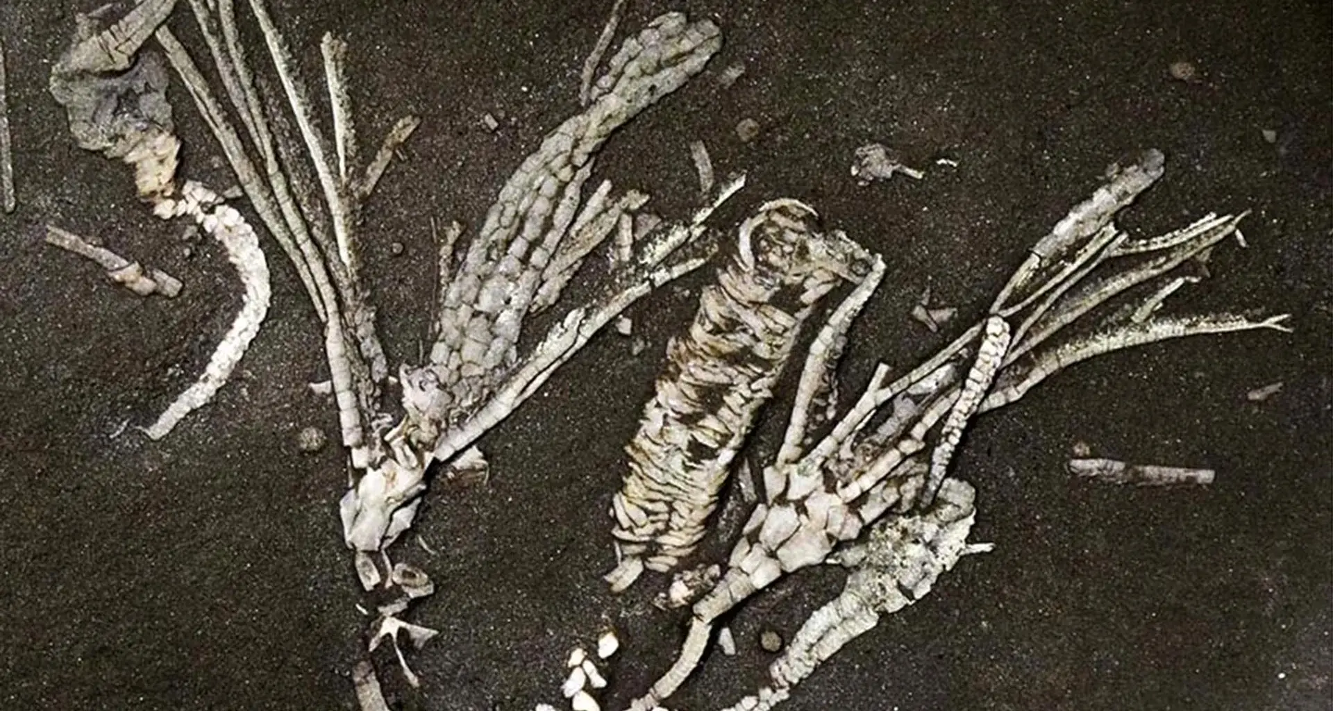 “One-in-a-million” sea creature fossil preserves soft tissue for 450 million years