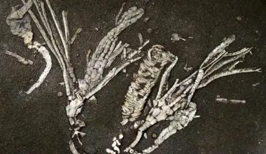 “One-in-a-million” sea creature fossil preserves soft tissue for 450 million years