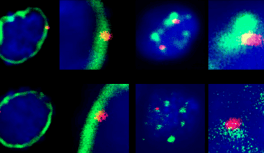 Nuclear locale sways gene activity during brain development
