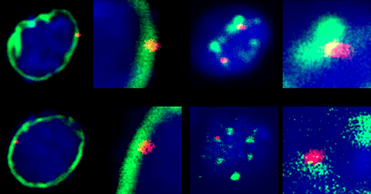 Nuclear locale sways gene activity during brain development