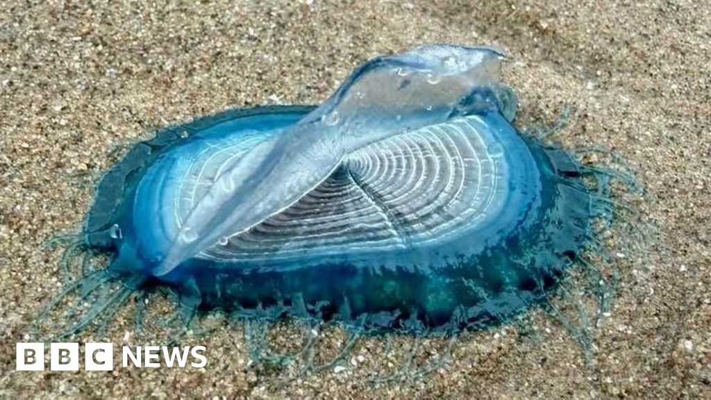 'Incredible' blue sea creatures appear on beaches - BBC