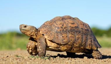Surveys at the Ivanpah solar site in the Mojave predicted at most 32 desert tortoises, and crews then unearthed close to 1,000, halted construction for three months and spent 56 million dollars relocating them, with one juvenile carried off to an eagle nest, microchip still pinging