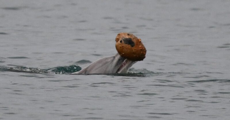 A dolphin surfaces in the water, holding a round, textured, brownish object in its mouth.