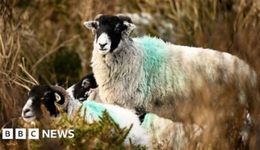 How Devon and Cornwall became bluetongue virus hotspot - BBC
